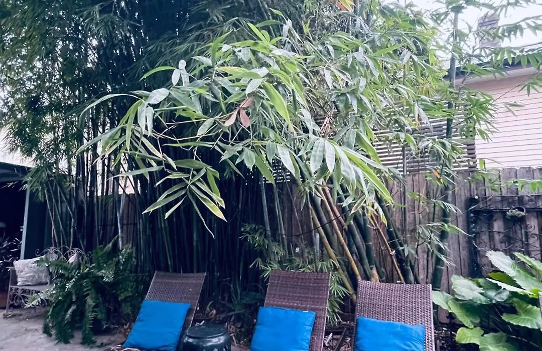 The Dragonfly Treme-Close To French Quarter-Heated Salt Pool-1